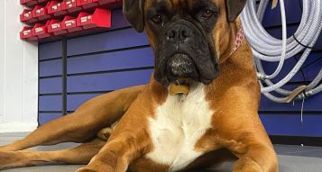 Come and say hello to our friendliest employee at Compressors Limited